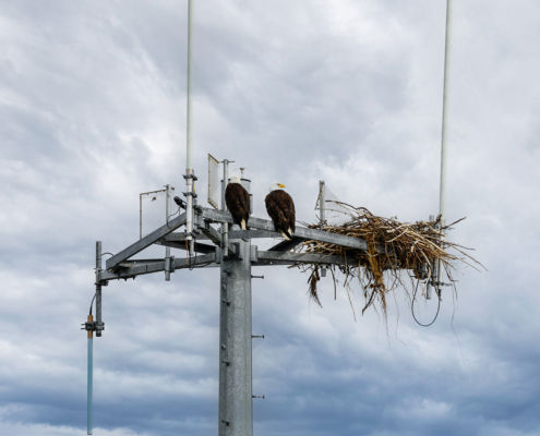 Alamon Wireless Services is Back in Alaska!